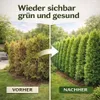 Koniferendünger 20kg NPK 5-9-12 Thuja Hecke Zypresse Produktbild-Vorschau 2