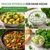 Petersilie Moskrul 2 (Mooskrause) Samen - Petroselinum Produktbild-Vorschau 9