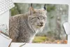 MuchoWow® Schreibtischunterlage Luchs - Wald - Grau 60x40 Produktbild-Vorschau 5