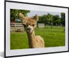 MuchoWow® MuchoWow® Gerahmtes Poster Baby - Alpaka - Gras Produktbild-Vorschau 1