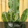 Euphorbe eritrea - cowboy cactus - ↕ 90-100 cm - ⌀ 19 cm - Voir les images du produit 2