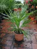 Winterharte Zwergpalme 30-35 cm Chamaerops humilis Eine der Produktbild-Vorschau 2