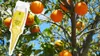 Dünger Citrus - 30 ml - Flüssig - Fördert Wurzelwachstum - Produktbild-Vorschau 6