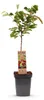 Green boutiQ - Obstbaum - Prunus avium Regina - Kirschbaum Produktbild-Vorschau 2