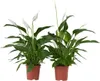 Skrzydłokwiat - 2 szt - Spathiphyllum 'Lima' - Wysokość Podgląd zdjęcia produktu 1