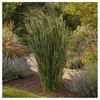Stauden Gänge 3 x Panicum virgatum 'Northwind' im 1 Liter Produktbild-Vorschau 1