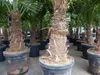 5 Stück Trachycarpus Fortunei - winterharte Hanfpalme XXL Produktbild-Vorschau 2