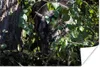 MuchoWow® Poster Wolf versteckt sich im Gebüsch 180x120 cm Produktbild-Vorschau 1