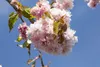 Prunus serrulata 'Kiku-shidare-zakura', Hängende Kirsche, Produktbild-Vorschau 6