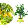 Meine Orangerie Zitronenbaum Piccolo - echte Zitruspflanze Produktbild-Vorschau 1