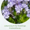 Samenshop24® Phacelia Bienenweide Gründünger 1kg Produktbild-Vorschau 2