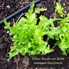 Ruban de semis de 5 m de graines de roquette (Eruca sativa) Voir les images du produit 4