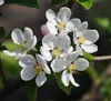 Malus hybr. 'Red Sentinel' - Zierapfel 60-80 cm - Pojemnik Podgląd zdjęcia produktu 3