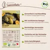 Samenliebe  Kürbis Samen | Bush Delicata - samenfestes  Produktbild-Vorschau 3