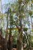 Madagaskarský strom fantom (Moringa drouhardii)  – 3 semena Náhled obrázku produktu 2