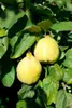 Prunus domestica 'Zwergobst', Terrassenobst, 40 cm Produktbild-Vorschau 7