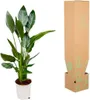 Kwiat rajski Strelitzia Reginae - roslina doniczkowa - Podgląd zdjęcia produktu 3