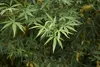 SAFLAX - Heilpflanzen - Mönchspfeffer - 30 Samen - Vitex Produktbild-Vorschau 7