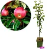 Malus Domestica 'Rode Boskoop', Apfelbaum, Höhe 100 cm, Produktbild-Vorschau 1