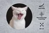 MuchoWow® Mauspad Mousepad Gaffende weiße Katze 30x30 cm - Produktbild-Vorschau 2
