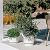 Three potted plants on a patio with outdoor furniture in the background. Produktbild-Vorschau