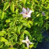 Clematis Misayo 2L Náhled obrázku produktu 10