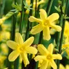 Bloomique - Lot de 2 - Jasminum Nudiflorum - Jasmin d'hiver Voir les images du produit 2