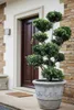Japanischer Ilex Gartenbonsai 150–160 cm – immergrüner Produktbild-Vorschau 3