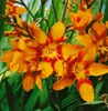 Crocosmia x crocosmiifl. 'Emily McKenzie', Montbretie, Produktbild-Vorschau 4