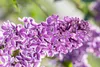 Syringa vulgaris 'Sensation', Flieder, zweifarbig, 60–80 cm Produktbild-Vorschau 3