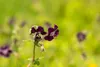 Geranium phaeum, Storchschnabel, violett, ca. 9x9 cm Topf Produktbild-Vorschau 1