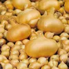 Wintersteckzwiebel Stuttgarter Riesen (250 g) | Produktbild-Vorschau 2