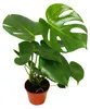 Monstera deliciosa - okenní list - 12cm květináč - výška Náhled obrázku produktu 1