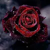 Diamond Painting Rose 5D Diamantové maľby Kompletná sada Náhľad obrázku produktu 1