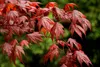 SAFLAX  - Acero palmato rosso / Acero giapponese rosso  - Anteprima dell’immagine prodotto 8