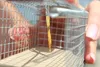 Protect Home živá pasca na myši drôtená klietka - 1 kus Náhľad obrázku produktu 7