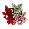 Fleur de point tricolore- Hypoestes phyllostachya - pot de Voir les images du produit 3