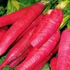 Rettich Ostergruß rosa 2 Samen - Raphanus sativus - Produktbild-Vorschau 5