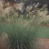 6 x Chinaschilf Silberfeder - Miscanthus sinensis Produktbild-Vorschau 1