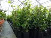 10 Stück Efeu Hedera helix 100 - 120 cm Heckenpflanze Produktbild-Vorschau 1