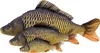 Three plush carp fish toys of varying sizes are arranged diagonally from largest to smallest. Anteprima dell’immagine prodotto