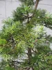 Krummholz-Kiefer - Formschnitt - Sichelform - Pinus mugo Produktbild-Vorschau 2