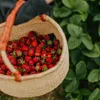 Truskawka pnąca wisząca  1L Podgląd zdjęcia produktu 5