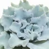 Echeveria "Ballet Dancer" - Echeveria rara - rarità - vaso Anteprima dell’immagine prodotto 4
