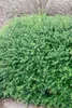 Ilex maximowicziana var. kanehirae, immergrün, ca. 9x9 cm Produktbild-Vorschau 2