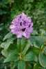 Rhododendron Hybr. 'Blue Peter', Rhododendron, blauviolett, Produktbild-Vorschau 14