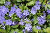 Stauden Gänge 100 x Vinca minor 'Blau' - Blaues Kleines / Produktbild-Vorschau 1