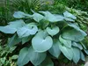Stauden Gänge 3 x Hosta plantaginea 'Fragrant Blue' im 1 Produktbild-Vorschau 7