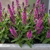 Stauden Gänge 10 x Salvia nemorosa 'Sensation Pink®' im 1 Produktbild-Vorschau 8