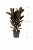 Gumovník Ficus elastica Abidjan cca 100 cm, 3 rastliny v Náhľad obrázku produktu 2